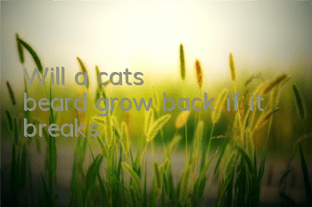 Will a cat's beard grow back if it breaks?