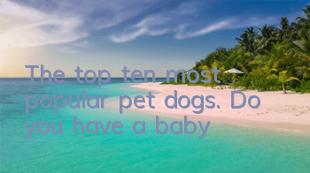 The top ten most popular pet dogs. Do you have a baby?
