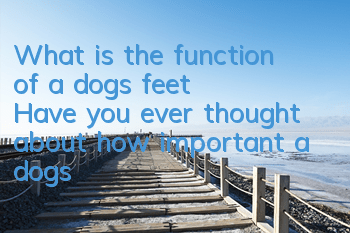 What is the function of a dog’s feet? Have you ever thought about how important a dog’s feet are?