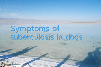 Symptoms of tuberculosis in dogs