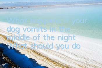 TWhat happens if your dog vomits in the middle of the night? What should you do?