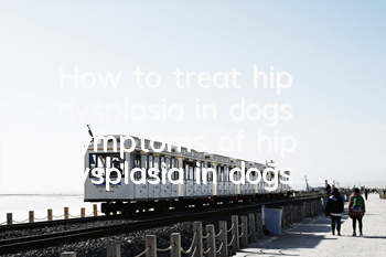 How to treat hip dysplasia in dogs Symptoms of hip dysplasia in dogs