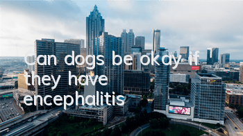 Can dogs be okay if they have encephalitis?