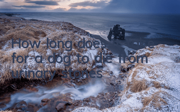 How long does it take for a dog to die from urinary stones?