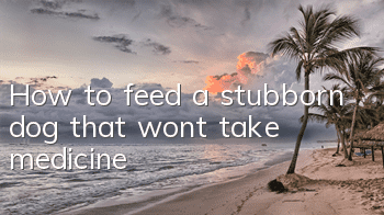 How to feed a stubborn dog that won’t take medicine