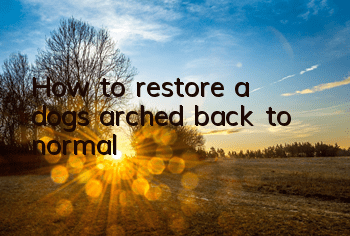 How to restore a dog’s arched back to normal