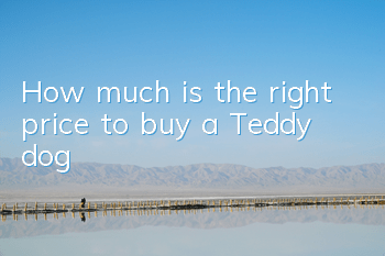 How much is the right price to buy a Teddy dog?