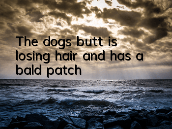 The dog's butt is losing hair and has a bald patch