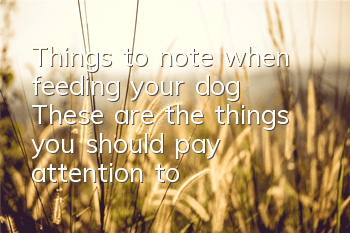 Things to note when feeding your dog: These are the things you should pay attention to