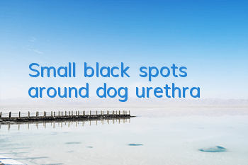 Small black spots around dog urethra
