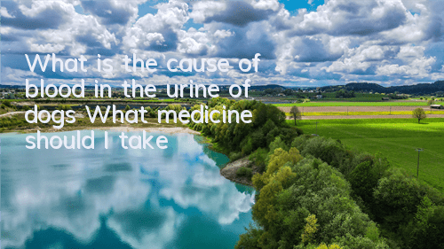 What is the cause of blood in the urine of dogs? What medicine should I take?
