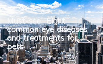 Must-see | Eight common eye diseases and treatments for pets