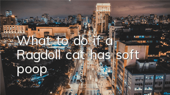 What to do if a Ragdoll cat has soft poop