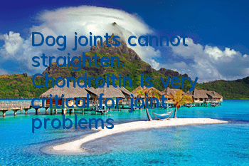 Dog joints cannot straighten. Chondroitin is very critical for joint problems!