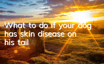 What to do if your dog has skin disease on his tail