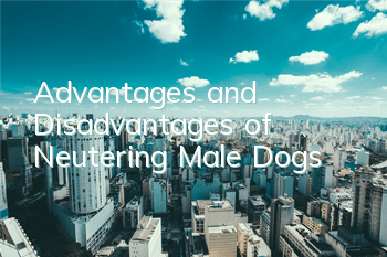 TAdvantages and Disadvantages of Neutering Male Dogs
