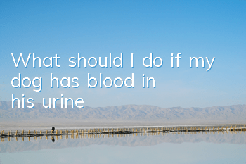 What should I do if my dog ​​has blood in his urine?