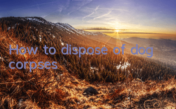 How to dispose of dog corpses