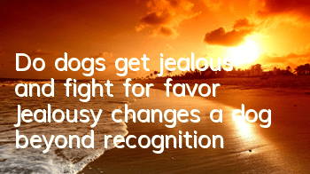 TDo dogs get jealous and fight for favor? Jealousy changes a dog beyond recognition!