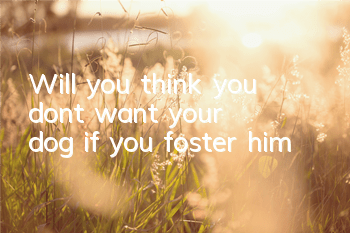 Will you think you don't want your dog if you foster him?