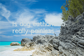 Is dog euthanasia really painless?