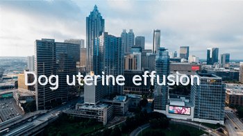 Dog uterine effusion