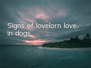 Signs of lovelorn love in dogs