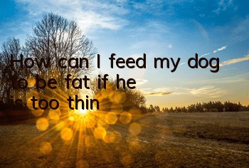 How can I feed my dog ​​to be fat if he is too thin?