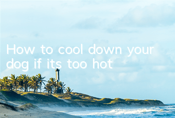 How to cool down your dog if it’s too hot?