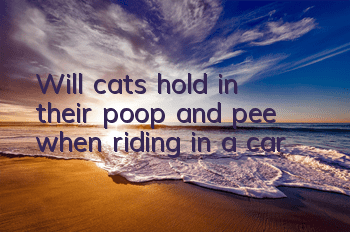 Will cats hold in their poop and pee when riding in a car?