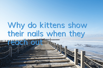 Why do kittens show their nails when they reach out?