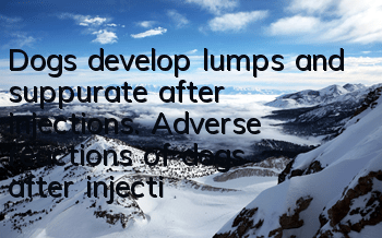 Dogs develop lumps and suppurate after injections. Adverse reactions of dogs after injections