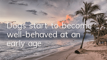 Dogs start to become well-behaved at an early age