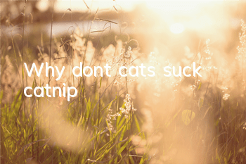 Why don’t cats suck catnip?