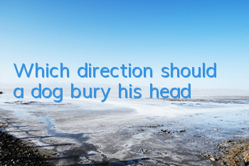 Which direction should a dog bury his head?