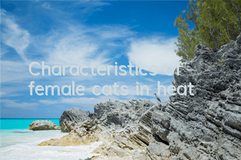 Characteristics of female cats in heat