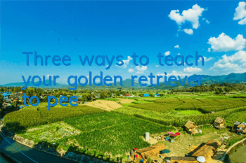 Three ways to teach your golden retriever to pee