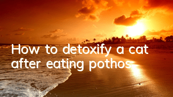 How to detoxify a cat after eating pothos