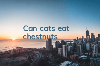 Can cats eat chestnuts?