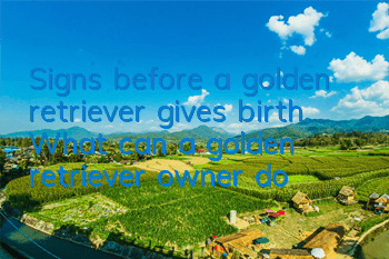 Signs before a golden retriever gives birth. What can a golden retriever owner do?