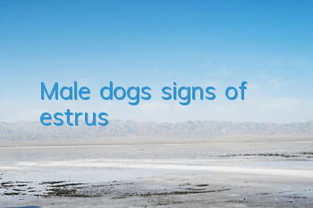 Male dog’s signs of estrus