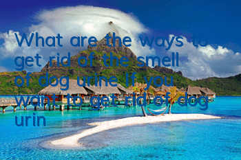 What are the ways to get rid of the smell of dog urine? If you want to get rid of dog urine, you need to use the toilet correctly!