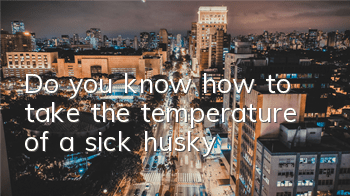 Do you know how to take the temperature of a sick husky?