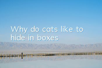 Why do cats like to hide in boxes?