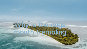Why is the dog's mouth trembling?