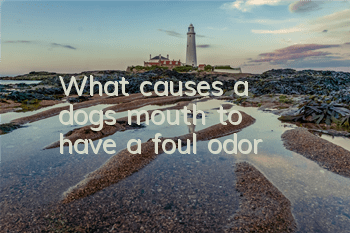 What causes a dog's mouth to have a foul odor?
