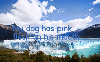 My dog ​​has pink flesh on his mouth