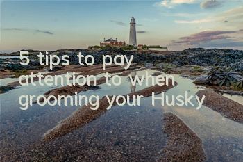5 tips to pay attention to when grooming your Husky