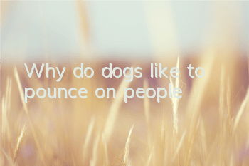Why do dogs like to pounce on people?