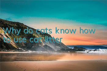 TWhy do cats know how to use cat litter?